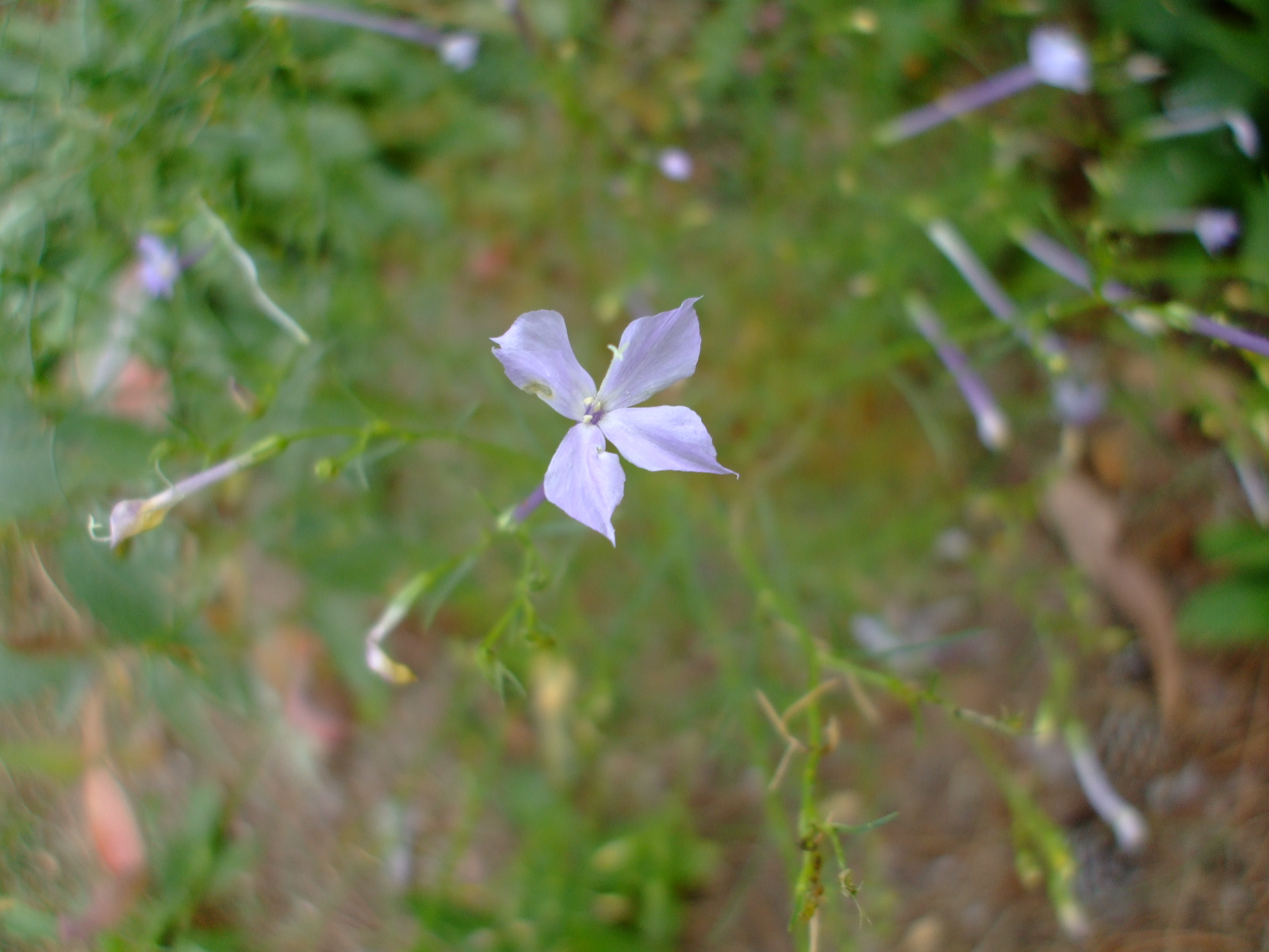 Ipomopsis longiflora